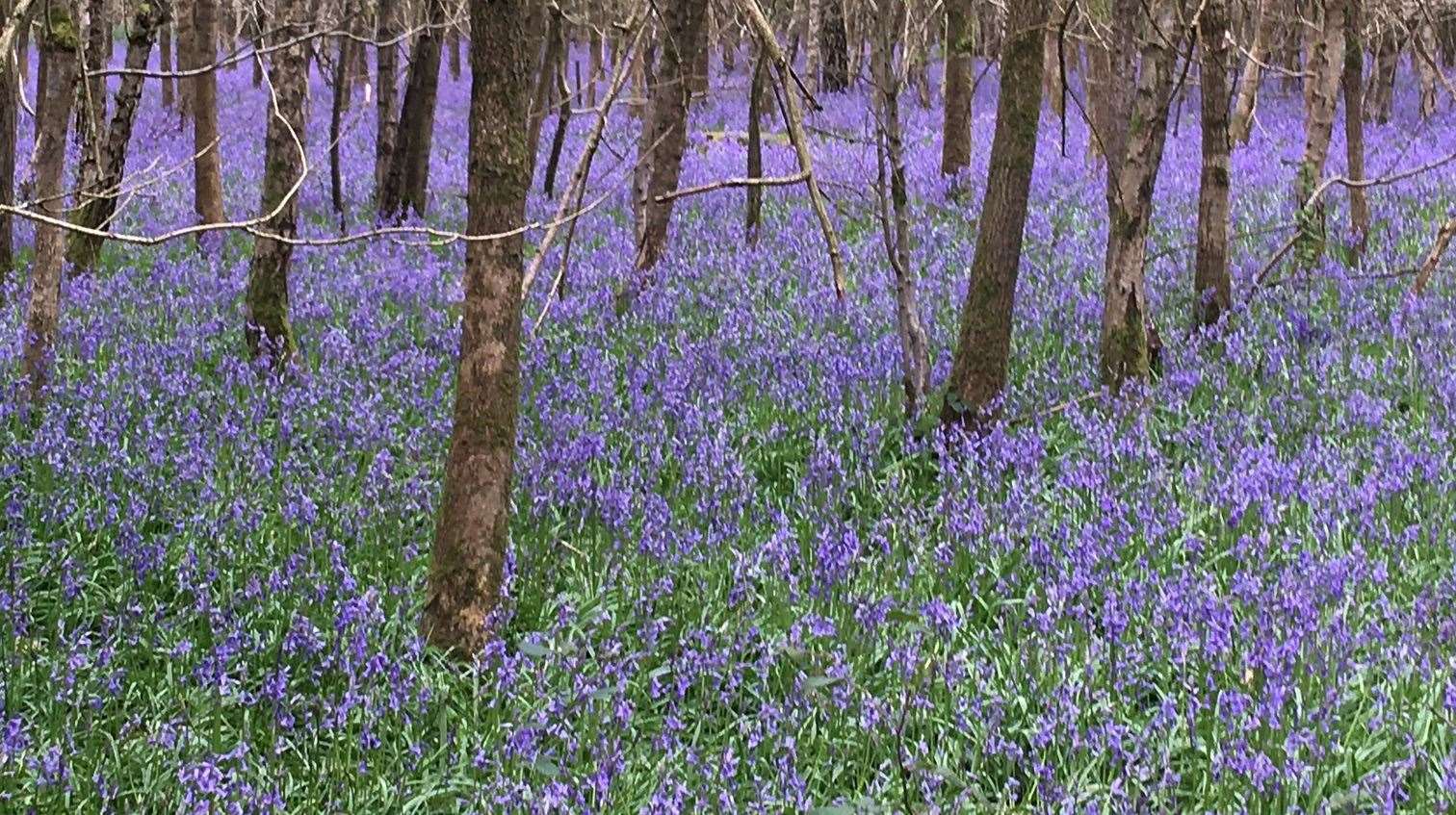 Bluebells are set to appear earlier than usual this year due to the warmer weather